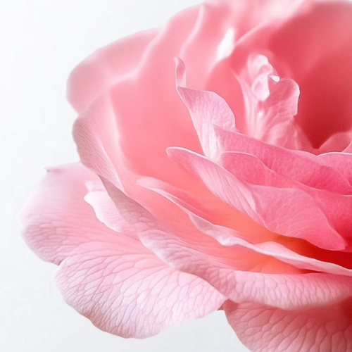 Parfums de Marly Delina La Rosée EDP 2.5 oz – Fresh Rose, Pear & Lychee Floral Fragrance